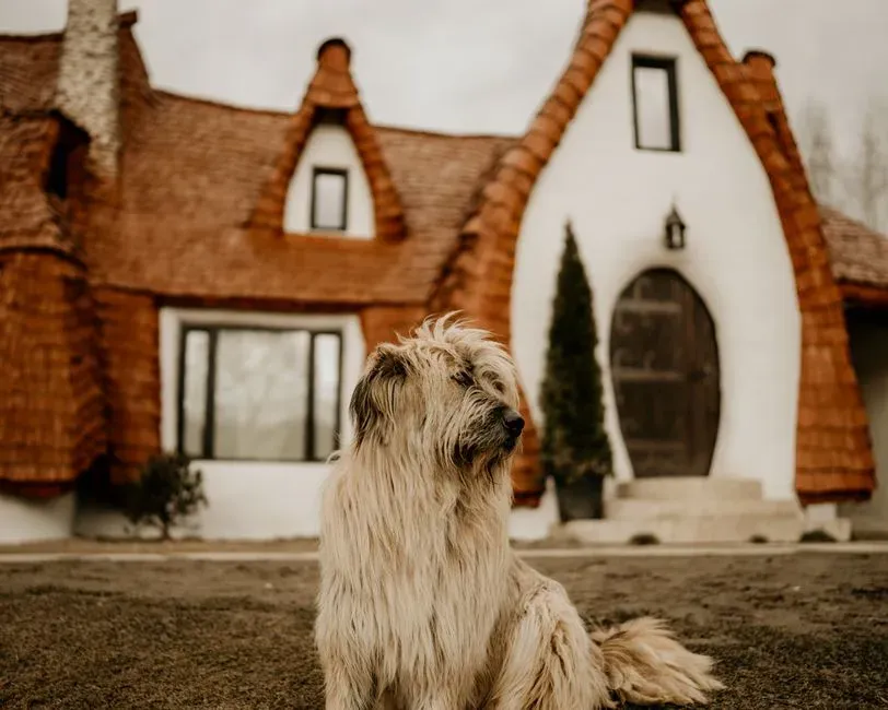 #1 The Hidden Shock: How Dogs Experience a Move (Image Credits: Pexels)