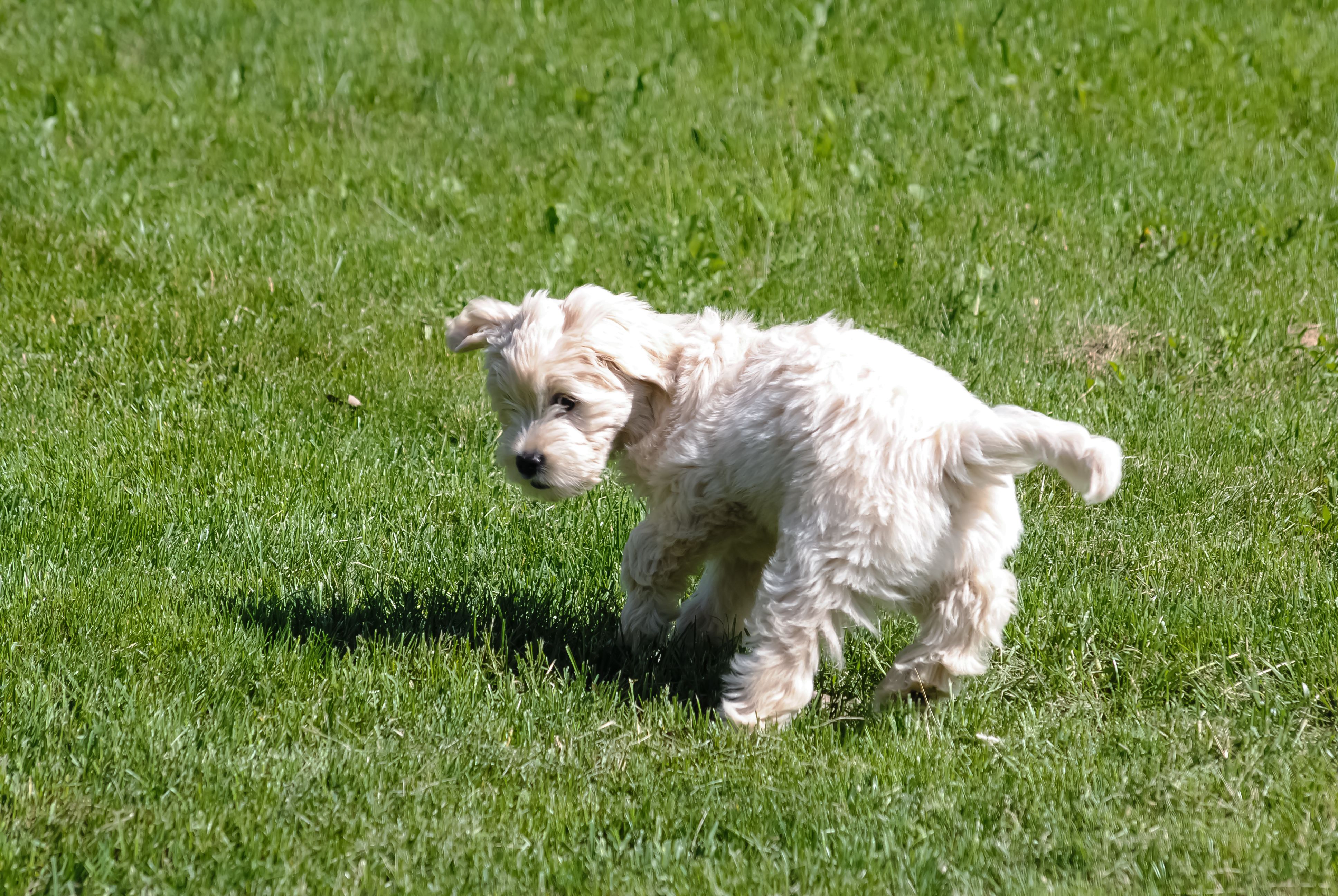 Chasing Their Own Tail in Endless Circles (Image Credits: Wikimedia)