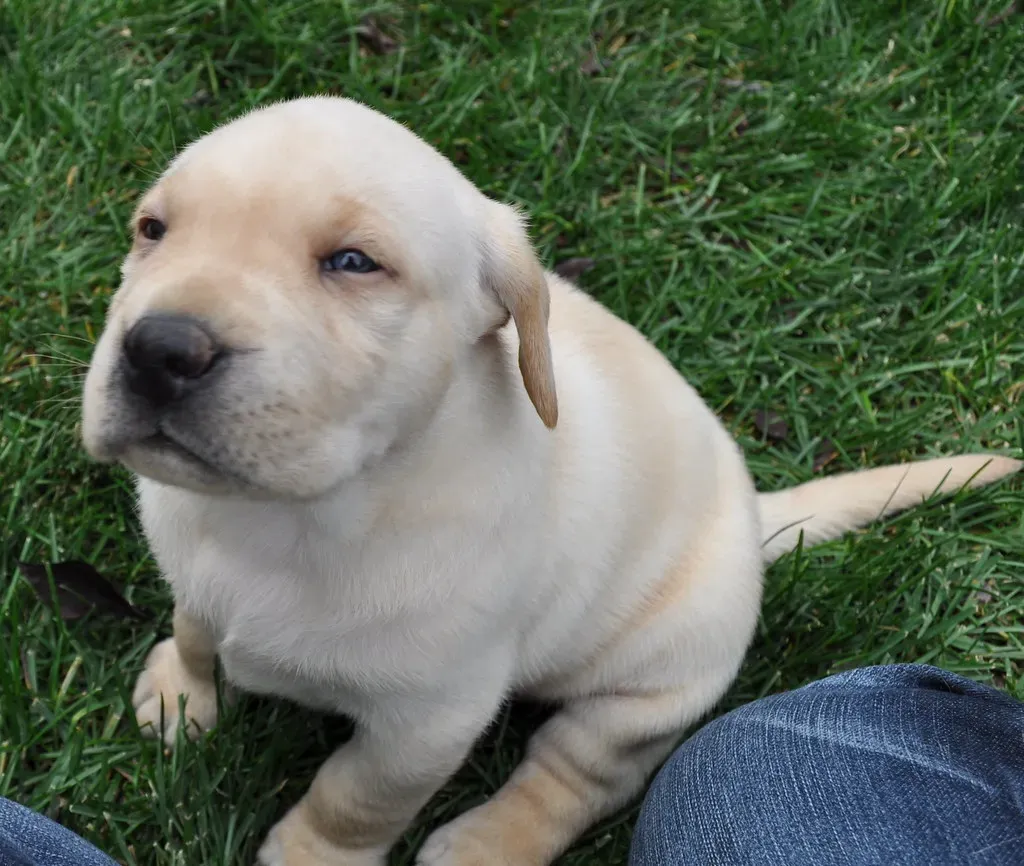 6. They Ask for Untraceable Payments (Image Credits: Flickr)