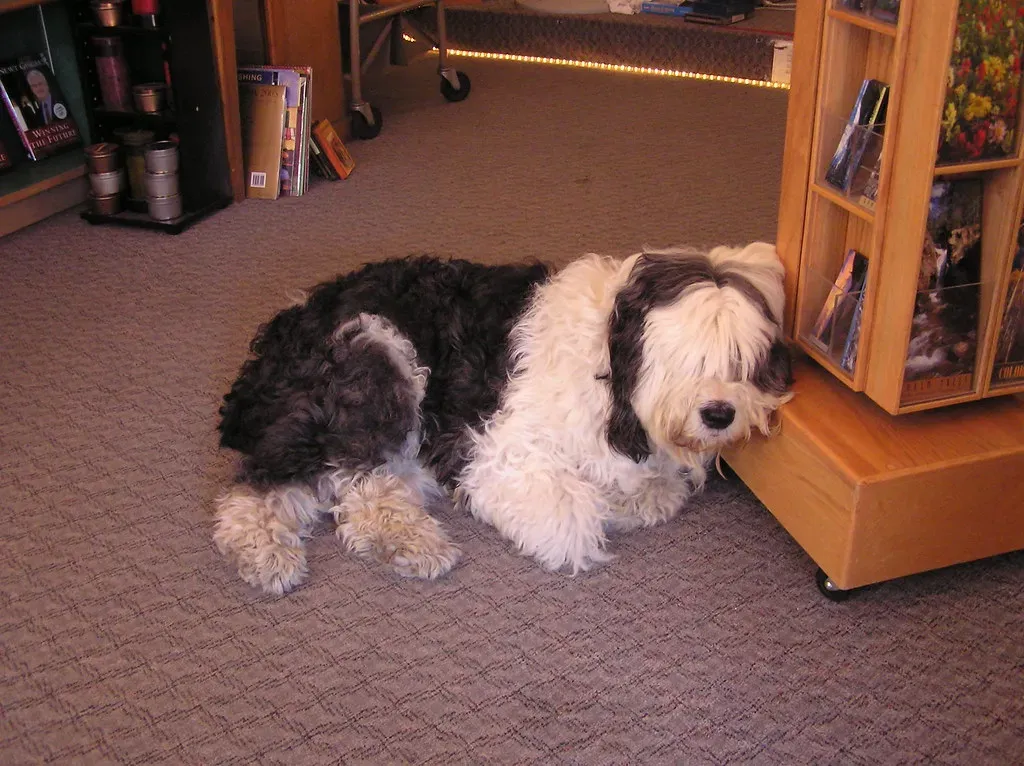 Conclusion: A Bored Dog Is Asking for Something (_G2, Flickr, CC BY 2.0)