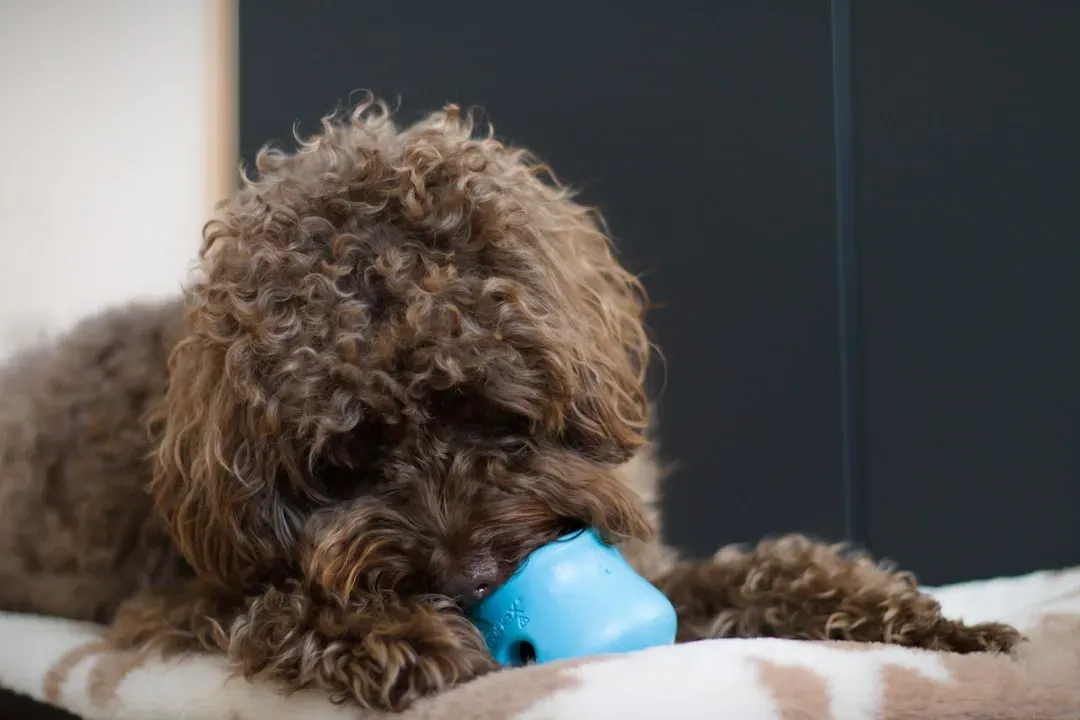 Introduce Puzzle Toys and Scent Games (Image Credits: Unsplash)