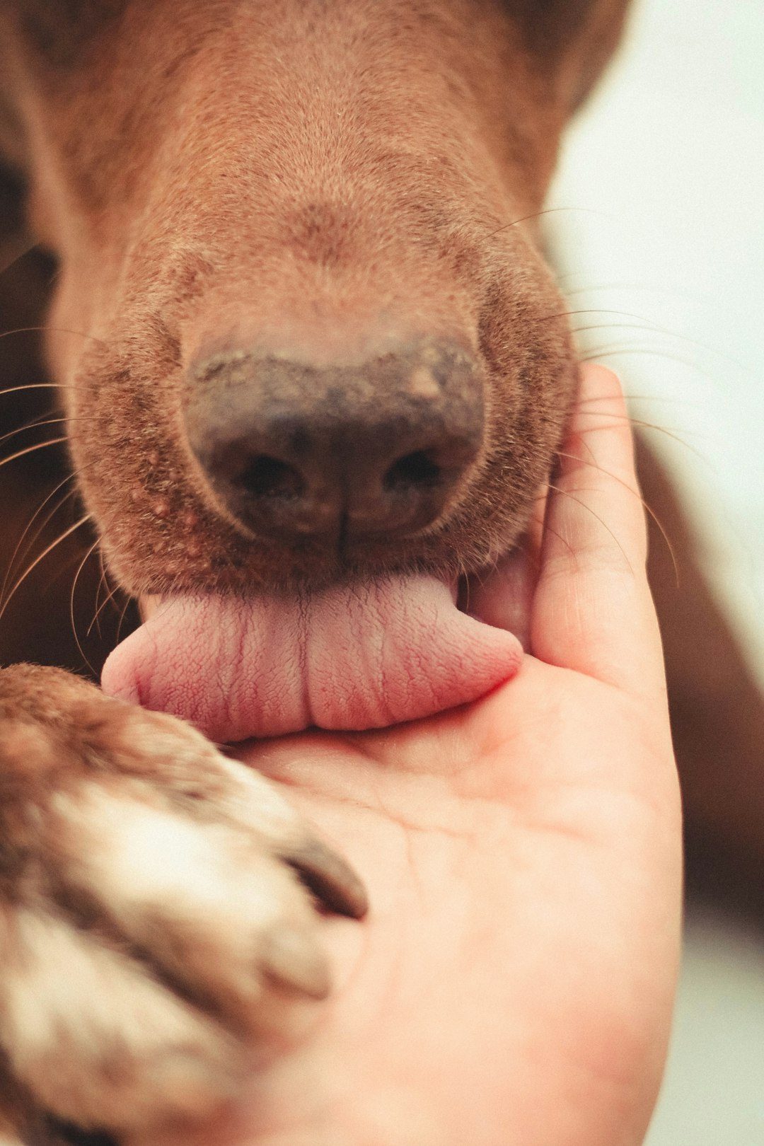 Distinguishing Normal from Problematic Licking (Image Credits: Unsplash)