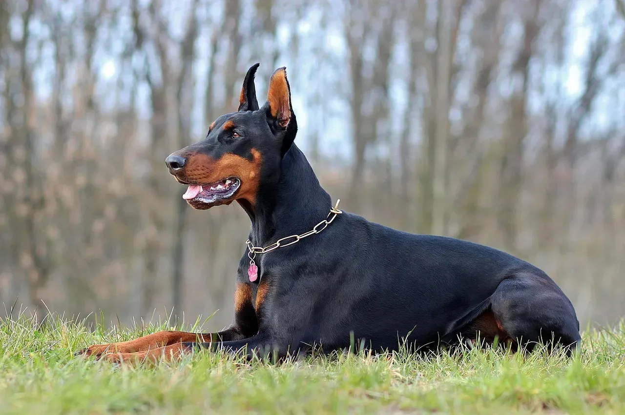 #10 - Doberman Pinscher (Image Credits: Pixabay)