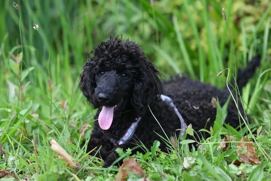 Poodle (Image Credits: Pexels)