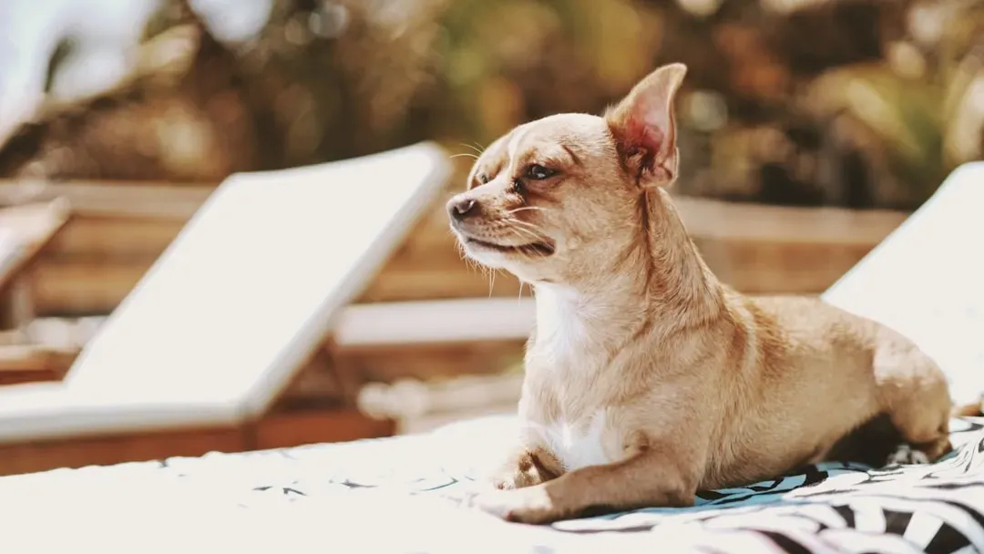 The Chihuahua: Small Dog, Big Heat Tolerance (Image Credits: Unsplash)