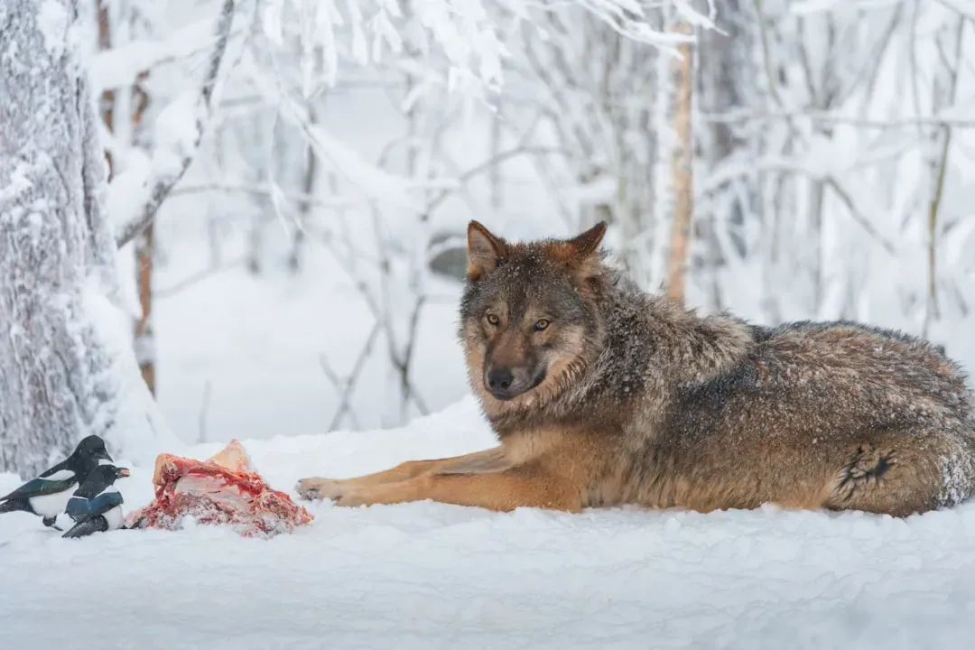 You Find a Fresh Kill… and Everything Feels “Too Clean” Around It (Image Credits: Unsplash)