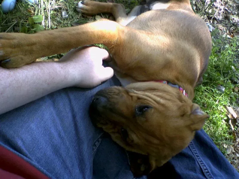 Boxers: Goofy Cuddle Monsters in Disguise (Image Credits: Flickr)