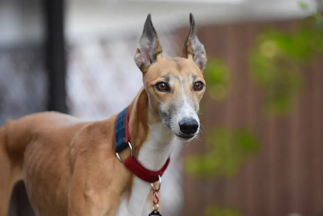 Greyhound (Retired Racer): The Surprisingly Low-Energy Couch Potato (Image Credits: Pixabay)
