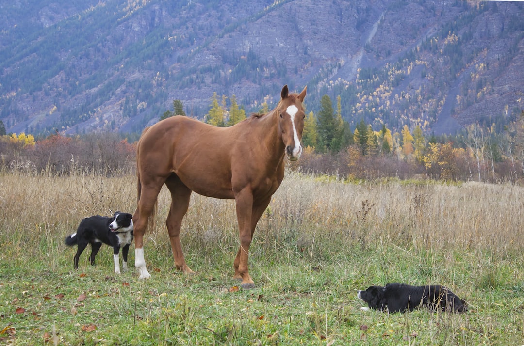 Border Collie (Image Credits: Unsplash)