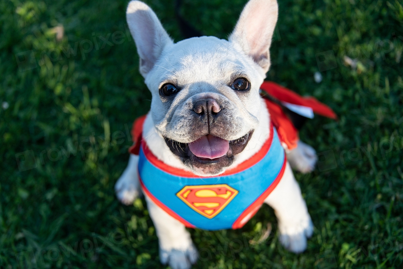 Choose Pet-Friendly Costumes or Skip Them Entirely (Image Credits: Rawpixel)