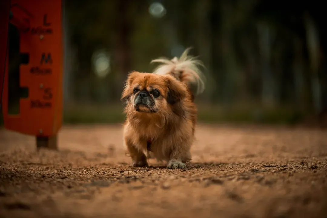 Pekingese: The Regal Lap Dog (Image Credits: Unsplash)
