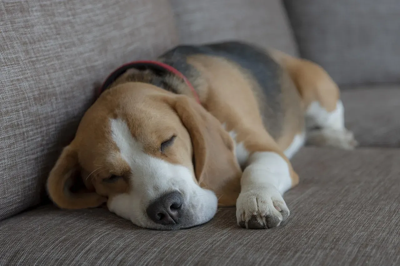 They’re Following Comfort, Not Rejecting You (Image Credits: Pixabay)