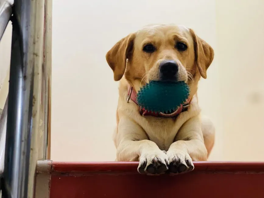 #3 - The Obsessive Relationship With Anything That Squeaks (Image Credits: Pexels)