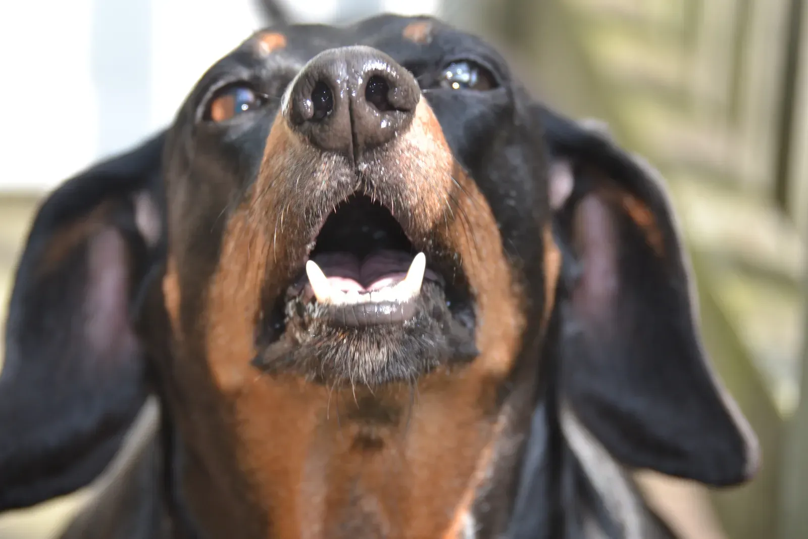 Recognizing Overheating: Warning Signs Every Owner Should Know (Image Credits: Wikimedia)