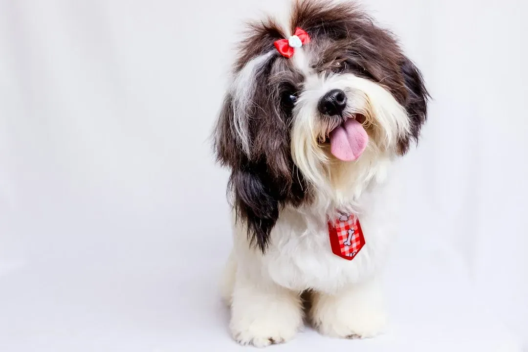 5. Shih Tzu: The Lapdog Who Needs Respect, Not Just Cuddles (Image Credits: Unsplash)
