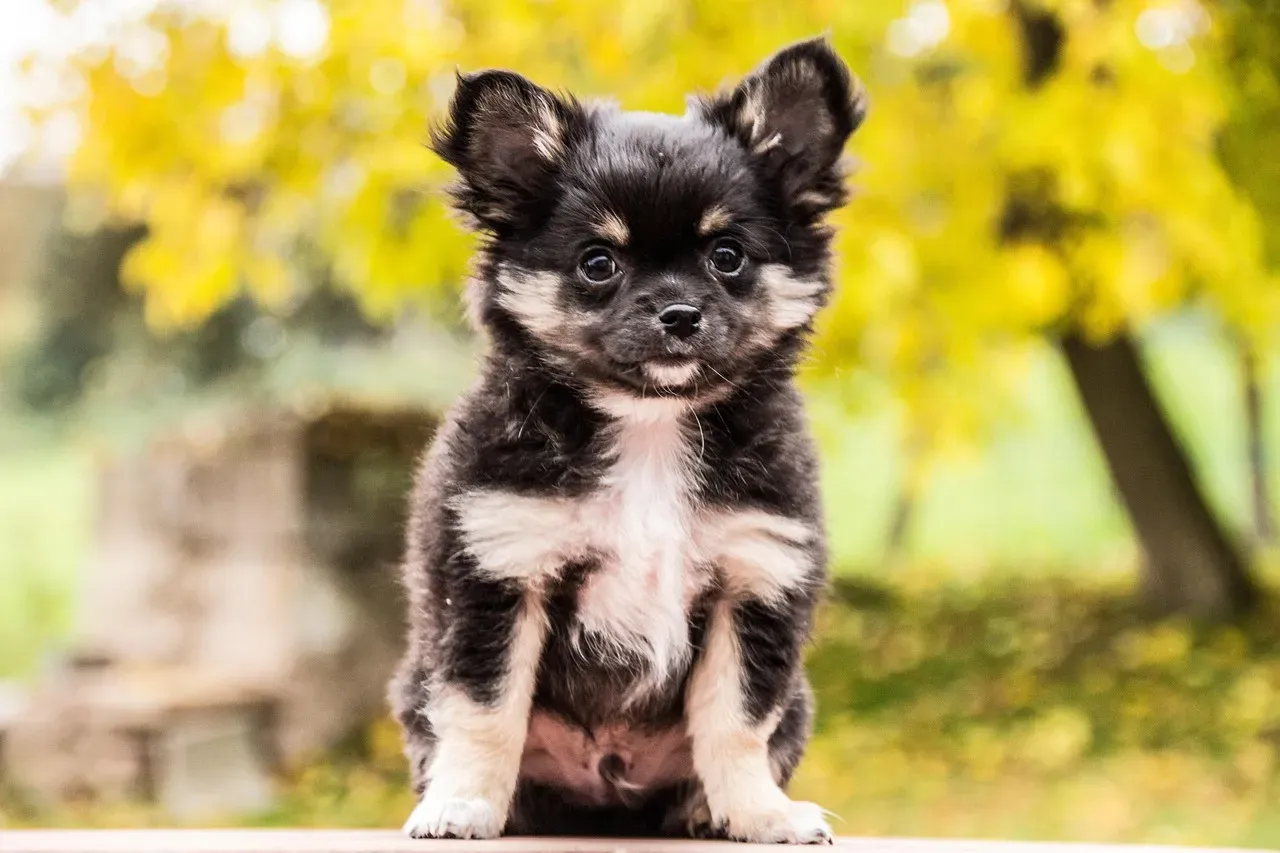 The Chihuahua: Tiny Terror With An Attitude Problem (Image Credits: Pixabay)