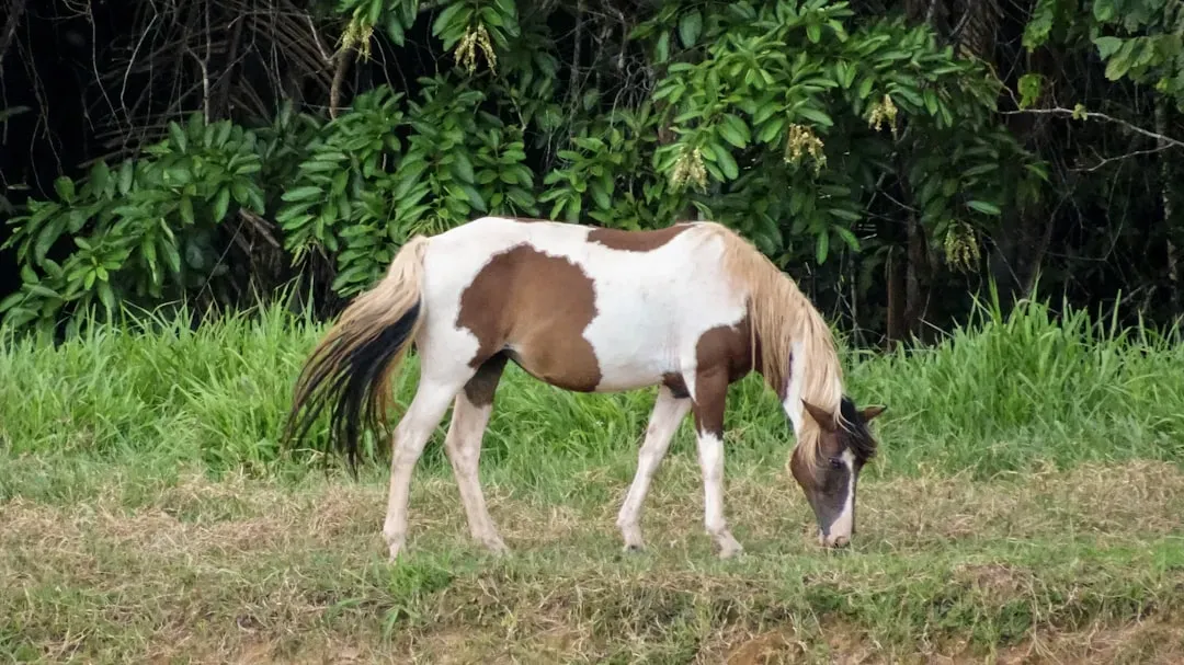 American Paint Horse (Image Credits: Unsplash)