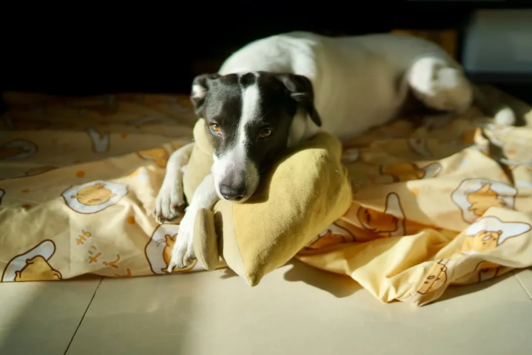 1. Your Heart Literally Beats Better (Image Credits: Unsplash)