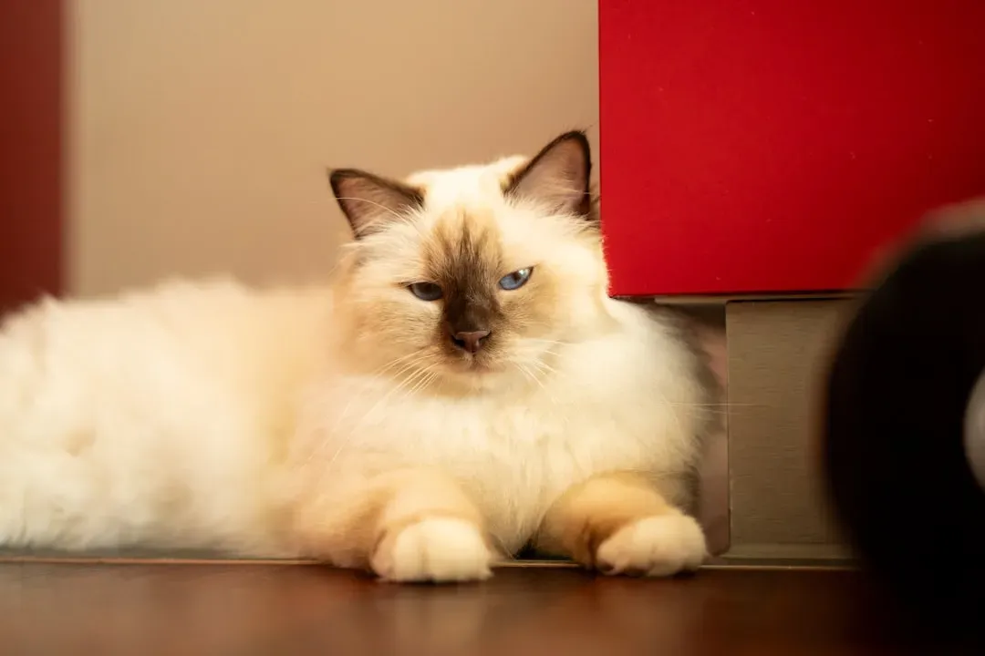 #6: Birman - The Quiet Shadow Who Loves Its People Deeply (Image Credits: Unsplash)