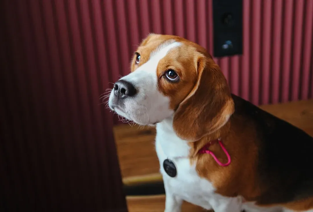 Beagle: The Small Hound With a Giant Nose (Image Credits: Unsplash)