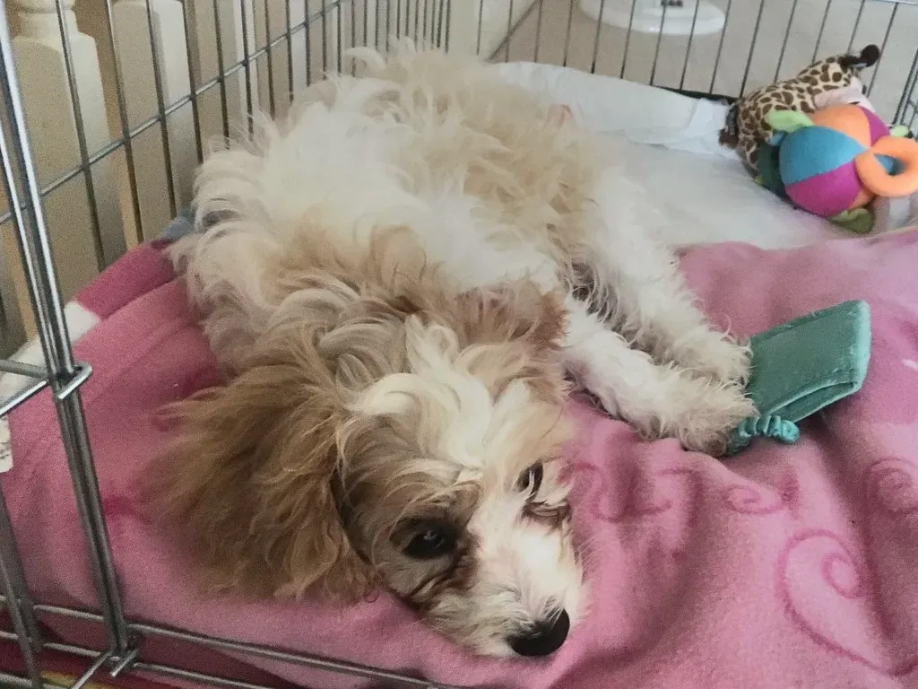 Myth: Crate Training Delays Housebreaking (Image Credits: Flickr)