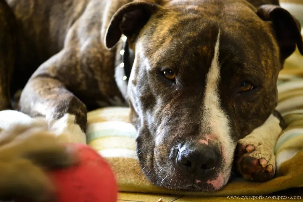 The Importance of Empathy and Compassion in the Rehoming Process (gomagoti, Flickr, CC BY-SA 2.0)
