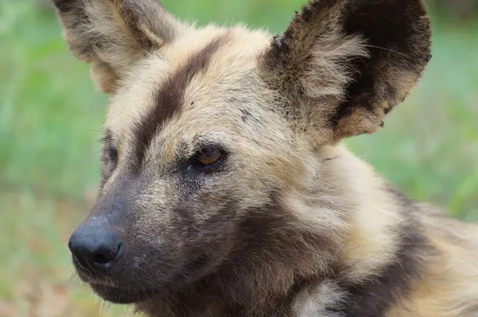 Echoes from Wild Canines (Image Credits: Pexels)
