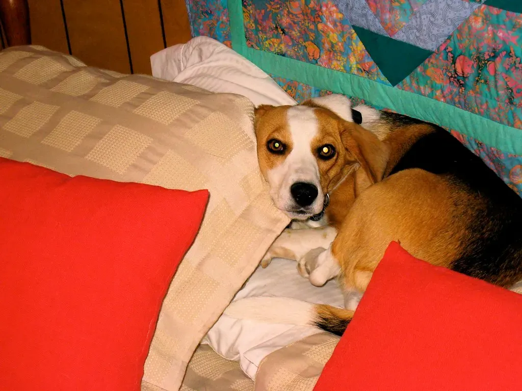 #10 - They Sleep in Your Exact Spot on the Bed (Image Credits: Flickr)