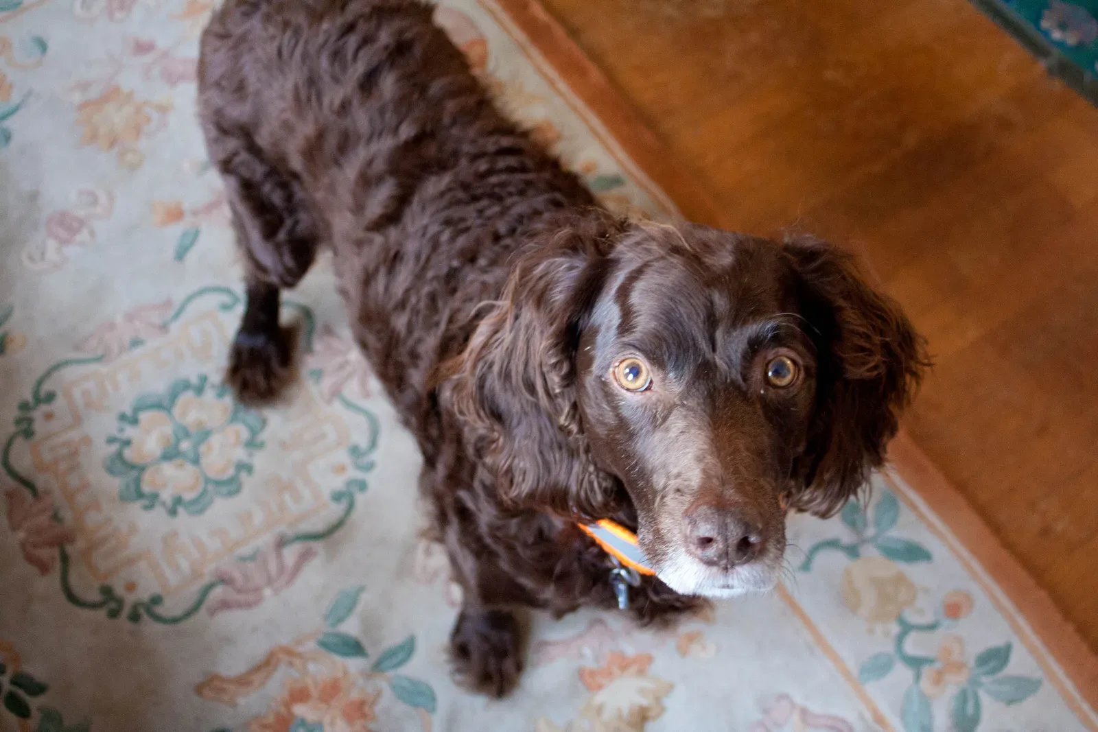 The Boykin Spaniel: South Carolina's Best-Kept Secret (By Sarah and Jason, CC BY-SA 2.0)