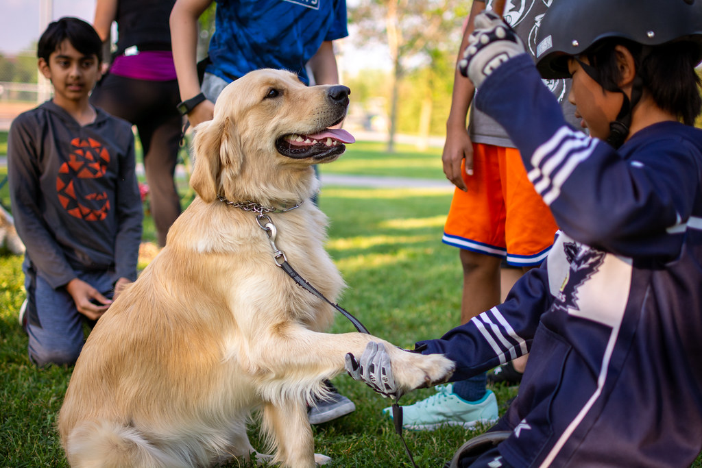 Intelligence That Makes Training a Breeze (Image Credits: Flickr)