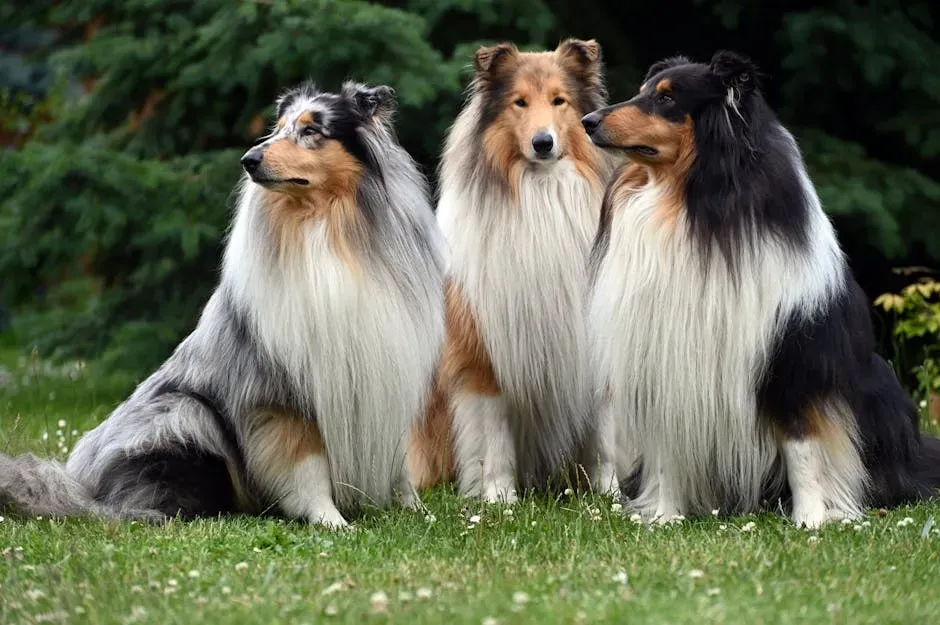 #6: Collie - Devotion Wrapped in Gentleness (Image Credits: Pexels)
