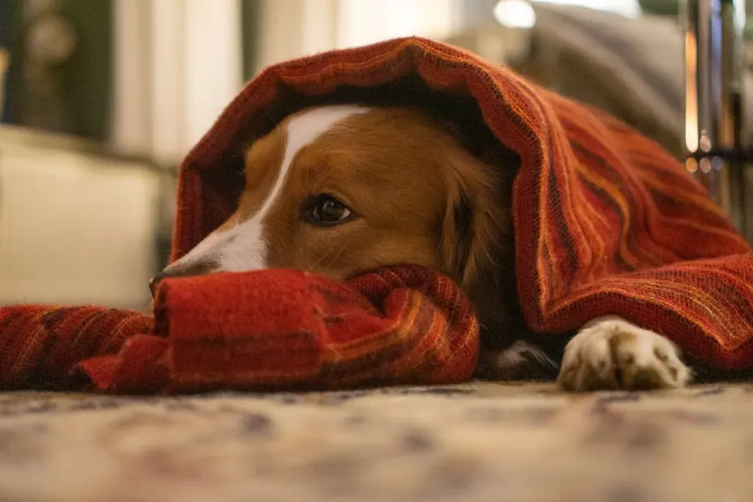 2. The Quiet Withdrawal: Choosing Another Room, Another Bed, Another Corner (Image Credits: Unsplash)