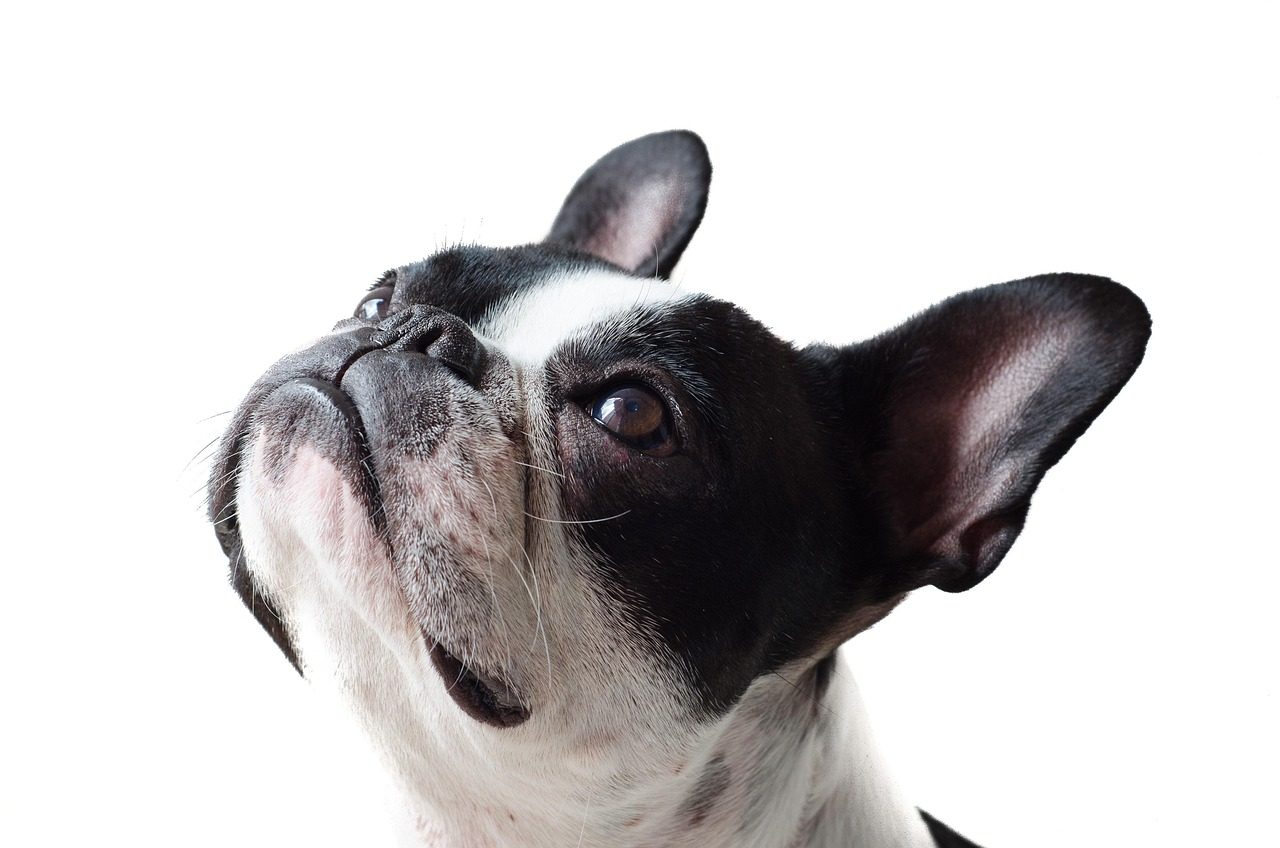 French Bulldogs: Urban Adaptation Masters (Image Credits: Pixabay)