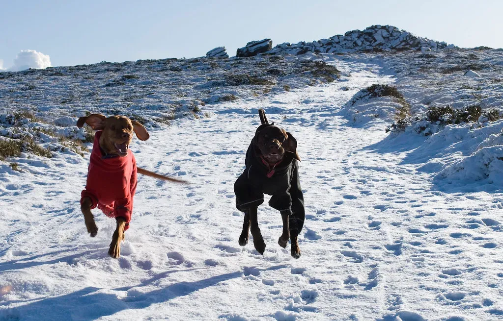 7. German Shorthaired Pointer: The Versatile All-Day Athlete (Image Credits: Flickr)
