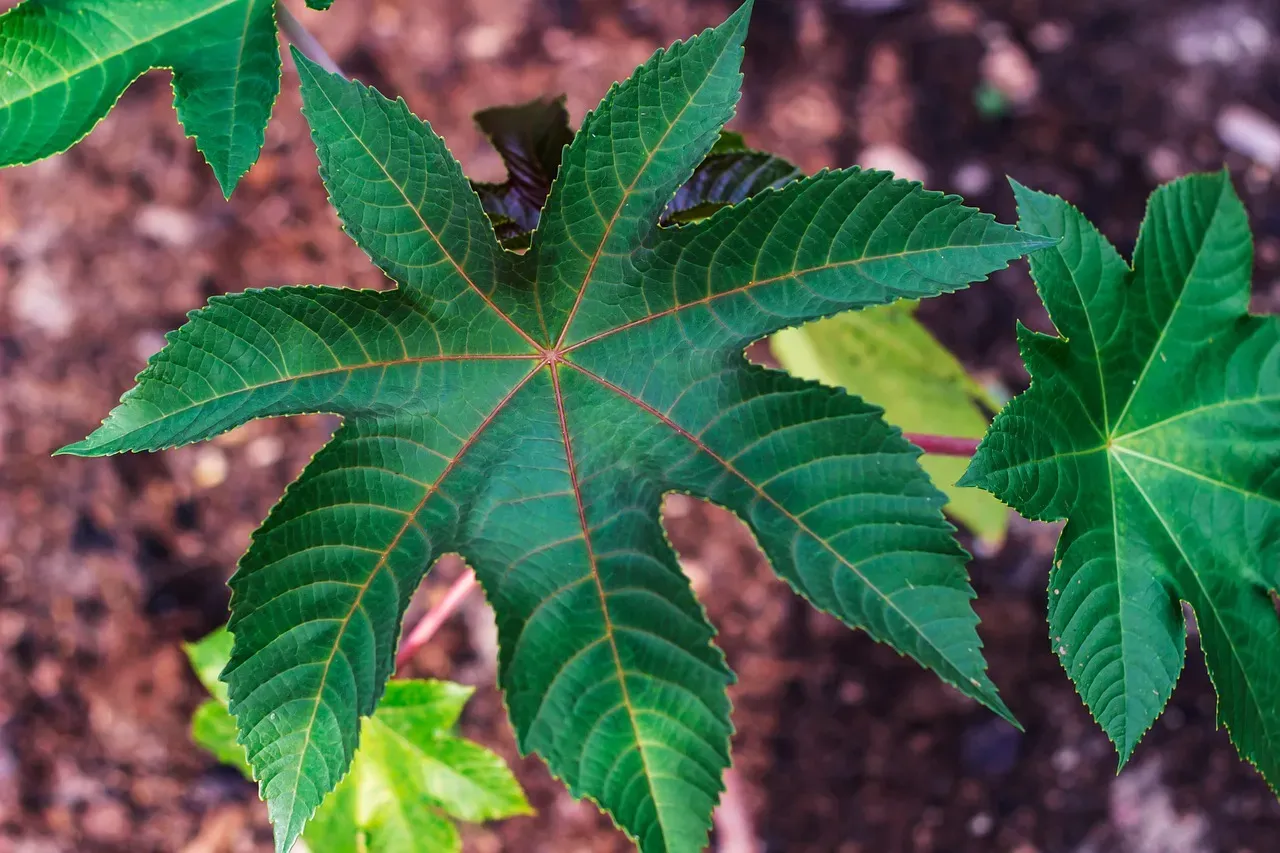 12. Castor Bean Plant: Dramatic Foliage, Extreme Toxicity (Image Credits: Pixabay)