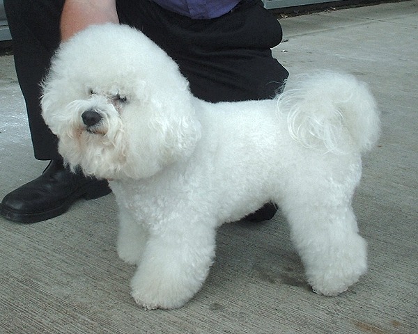 Bichon Frises - Cotton Ball Comforters (Image Credits: Wikimedia)