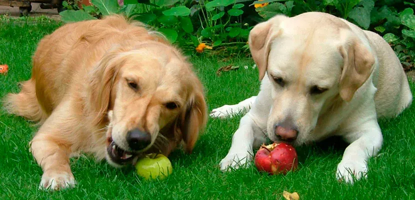 9. Vitamin A: Vision, Skin, and Immune Integrity (Image Credits: Flickr)