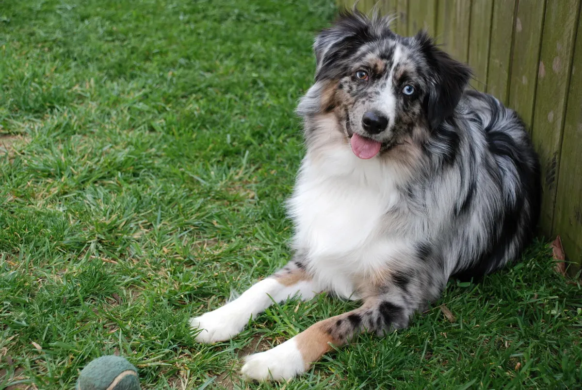 Australian Shepherds: High-Strung Herders (Image Credits: Wikimedia)