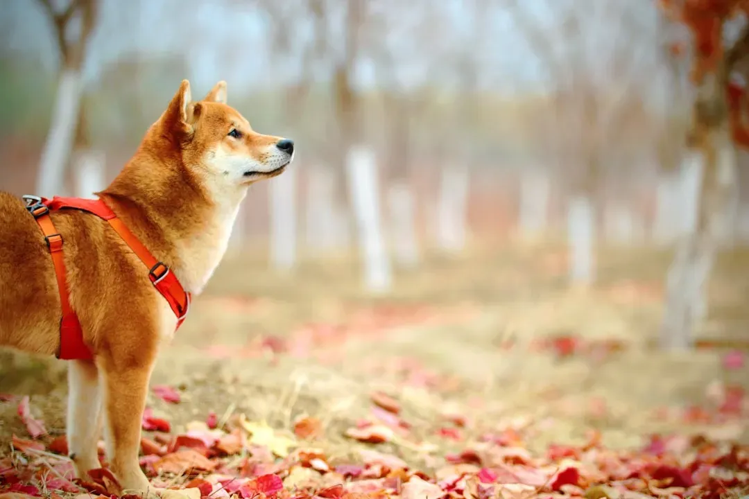 7. Shiba Inu (Image Credits: Unsplash)