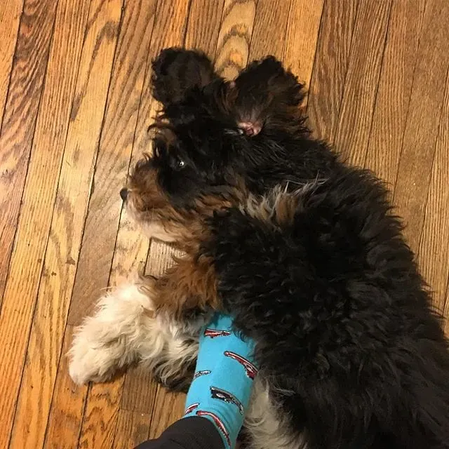 Socks (Image Credits: Flickr)