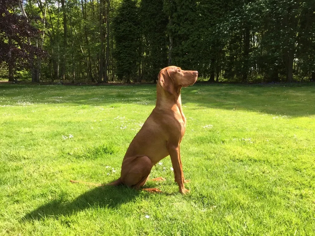 The Vizsla: The Golden Athlete of the South (Image Credits: Rawpixel)