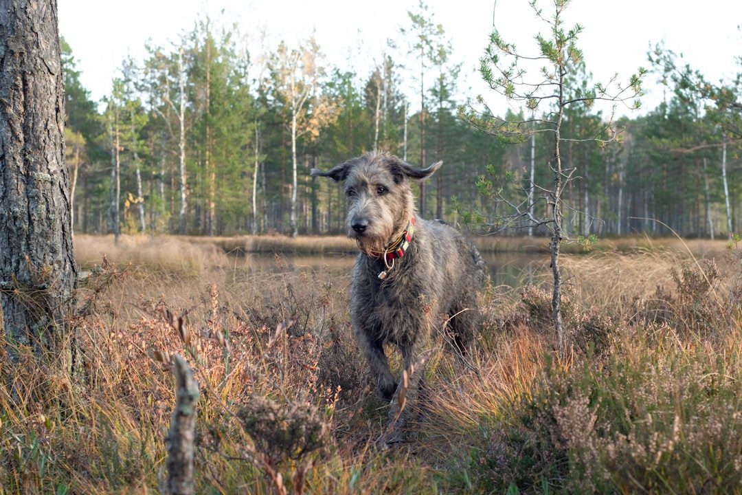 Irish Wolfhound: The Noble Tower of Gentleness (Image Credits: Unsplash)