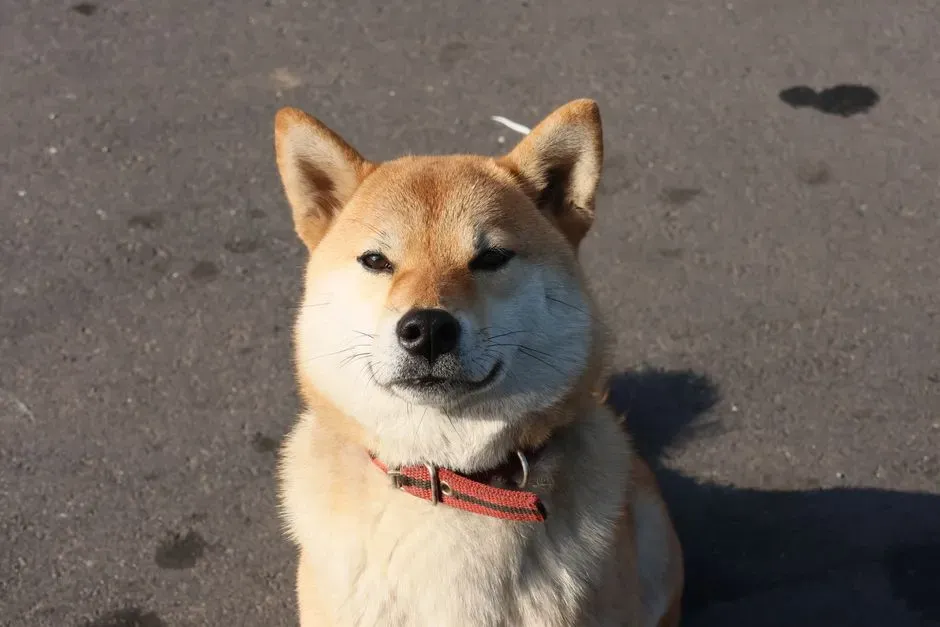 Shiba Inu: Loyal to One, Skeptical of the World (Image Credits: Pexels)