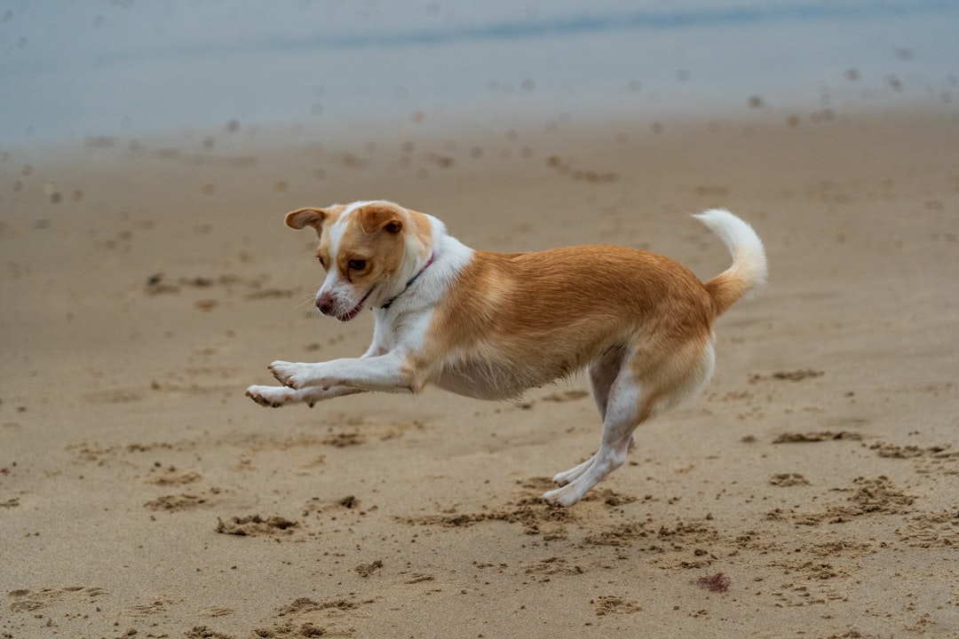Gemini: Jack Russell Terrier (Image Credits: Unsplash)