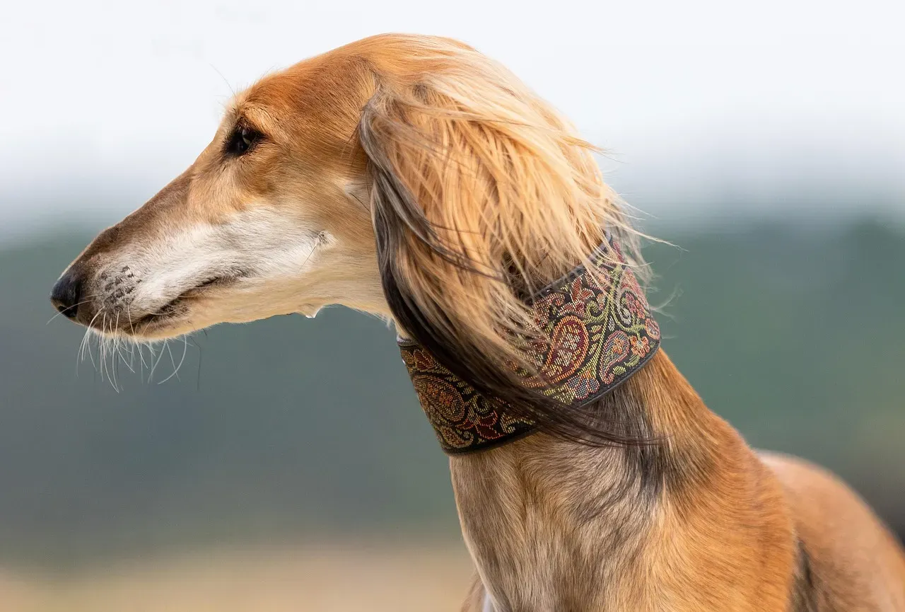 The Saluki: Middle Eastern Speed Demon (Image Credits: Pixabay)