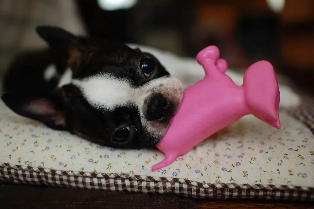 11. Boston Terrier: The American Gentleman (Image Credits: Flickr)