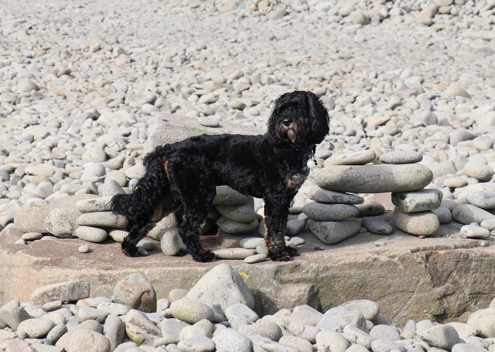 Clumber Spaniel (Image Credits: Wikimedia)