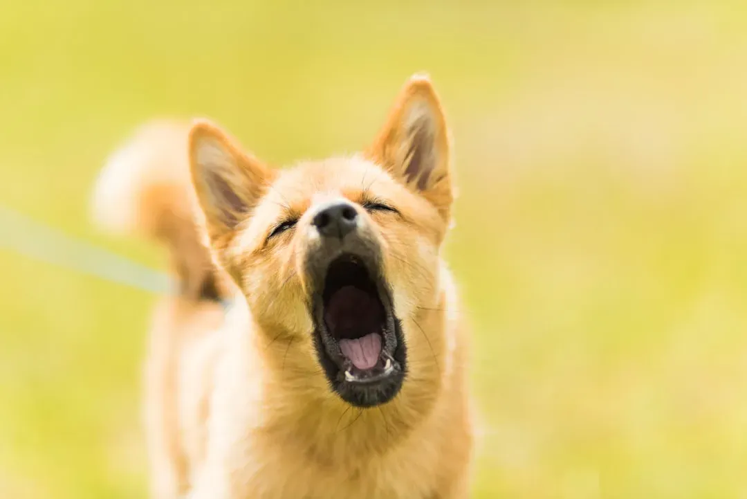 The Vocal Alarm System: Barking, Whining, and Making Noise for No "Reason" (Image Credits: Unsplash)