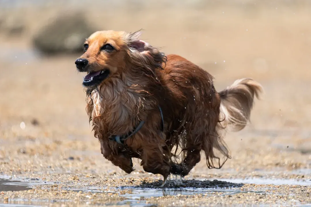 When the Zoomies Might Be Telling You Something Else (Image Credits: Unsplash)