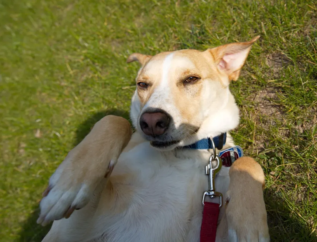 The Superman (Belly Flat, Legs Stretched Out): The Energizer Bunny of Dogs (Image Credits: Unsplash)